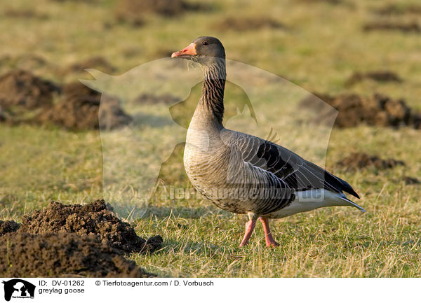 greylag goose / DV-01262