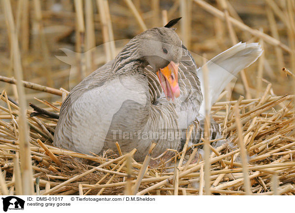 nistende Graugans / nesting gray goose / DMS-01017