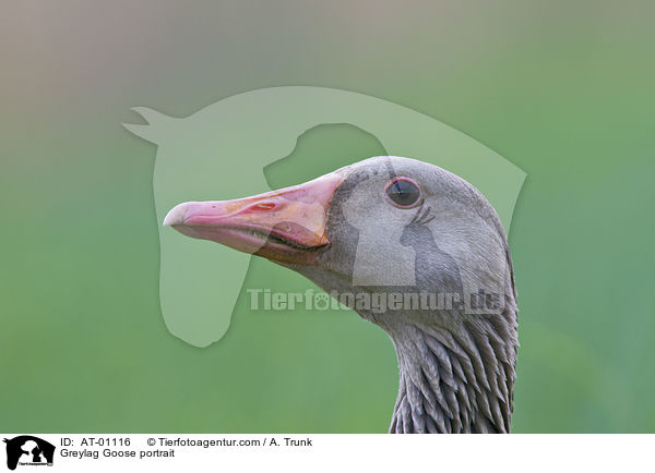 Graugans Portrait / Greylag Goose portrait / AT-01116