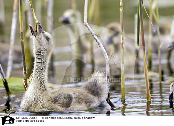 junge Graugans / young greylag goose / MBS-09554