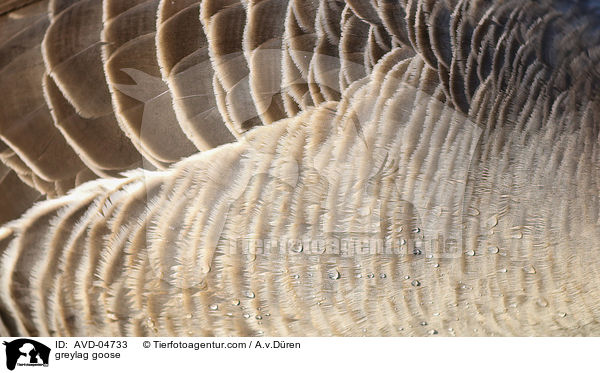 greylag goose / AVD-04733