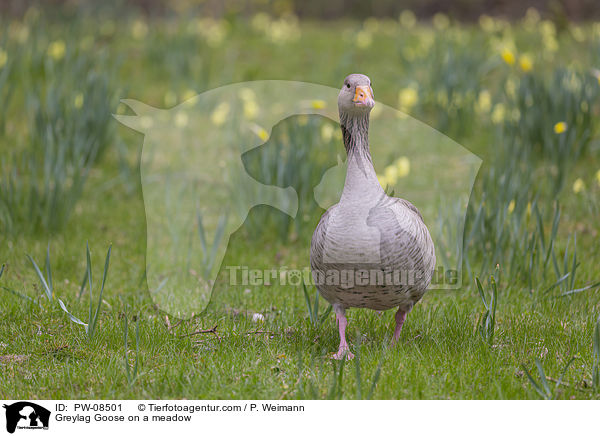 Greylag Goose on a meadow / PW-08501