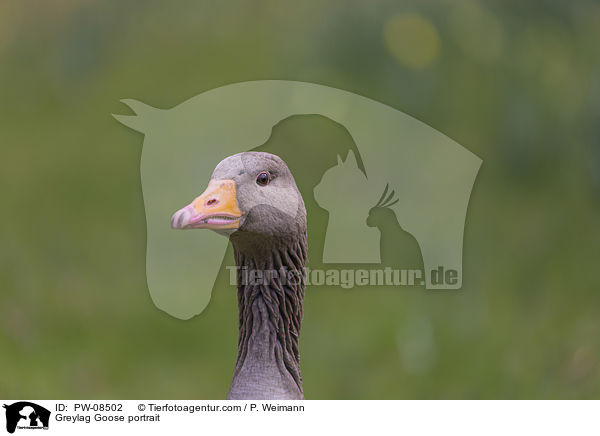 Greylag Goose portrait / PW-08502