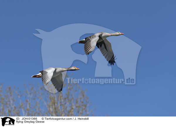 fliegende Graugnse / flying Greylag Geese / JOH-01366