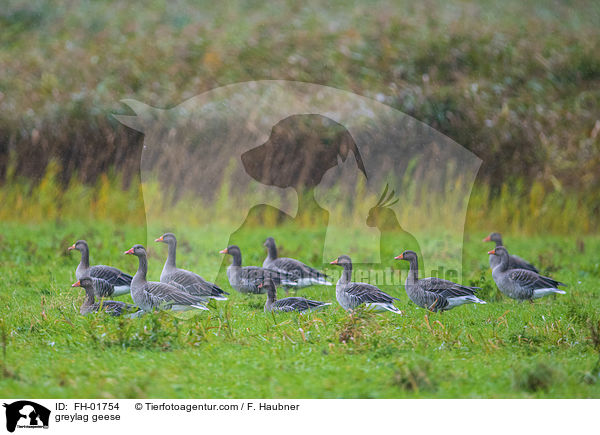 greylag geese / FH-01754