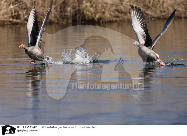greylag geese / FF-11242