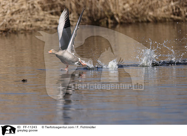 greylag goose / FF-11243