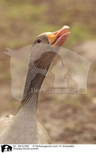 Greylag Goose portrait / HS-01290