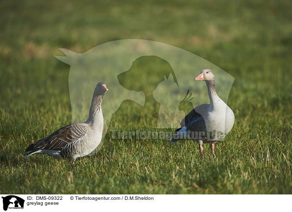 greylag geese / DMS-09322