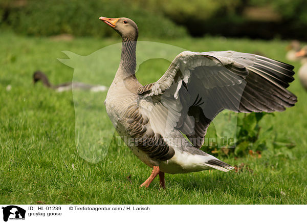greylag goose / HL-01239