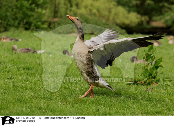 greylag goose / HL-01240