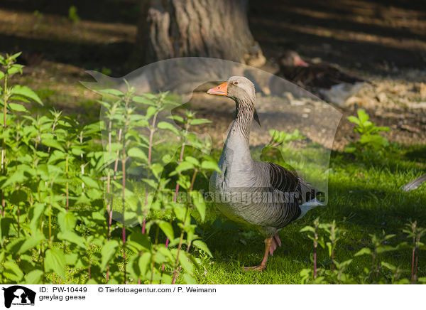 greylag geese / PW-10449