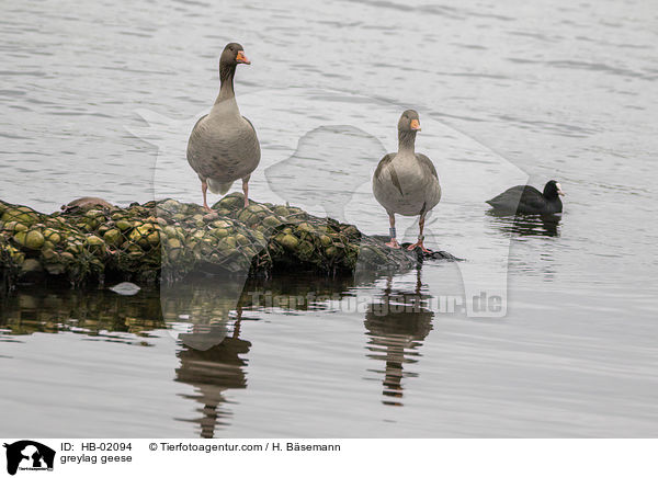 greylag geese / HB-02094