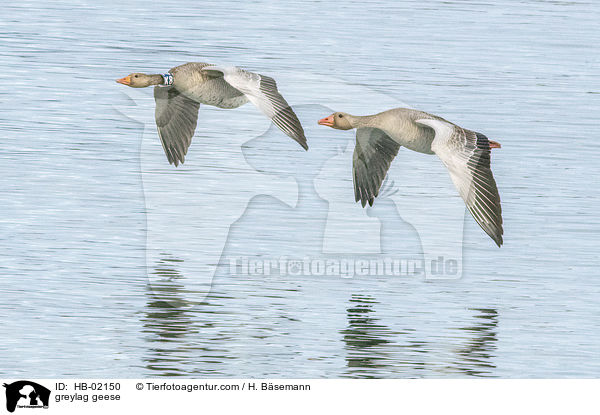 greylag geese / HB-02150