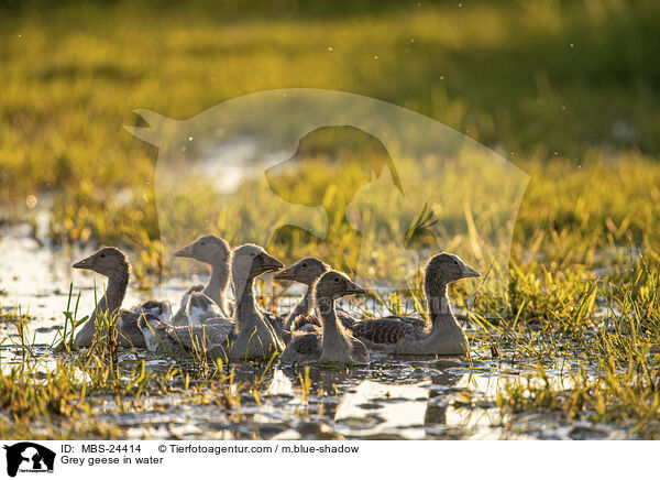 Grey geese in water / MBS-24414