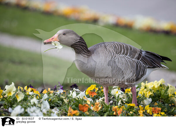 greylag goose / SI-01637