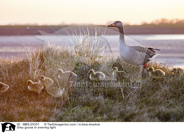 Grey goose in evening light / MBS-25351
