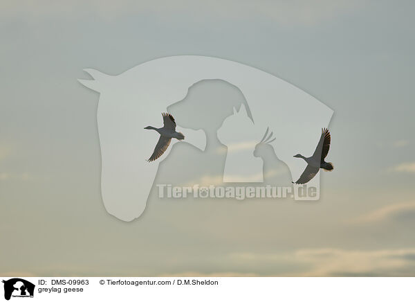Graugnse / greylag geese / DMS-09963