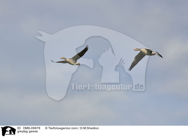 Graugnse / greylag geese / DMS-09978