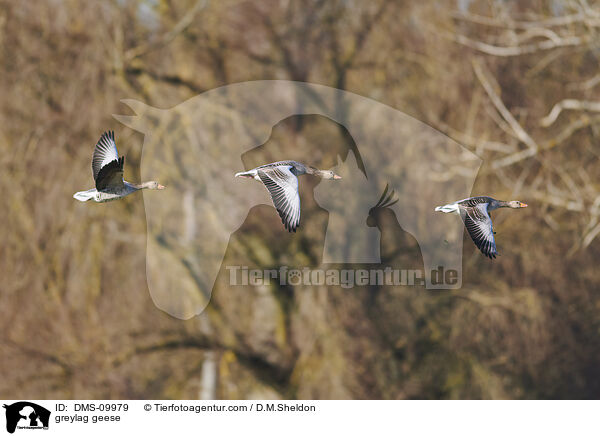 greylag geese / DMS-09979