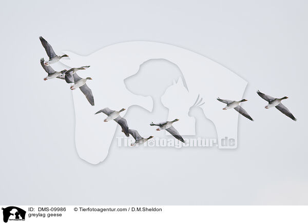 greylag geese / DMS-09986