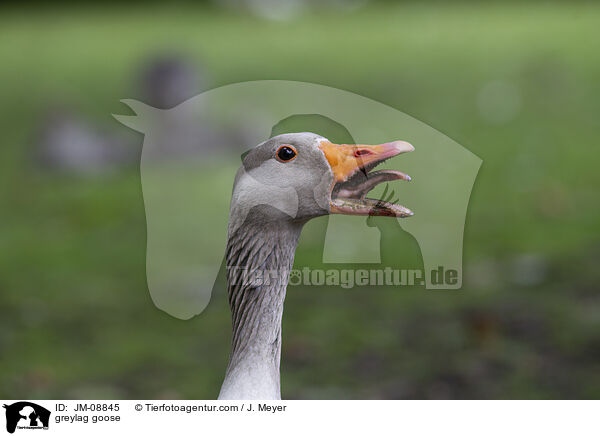 greylag goose / JM-08845