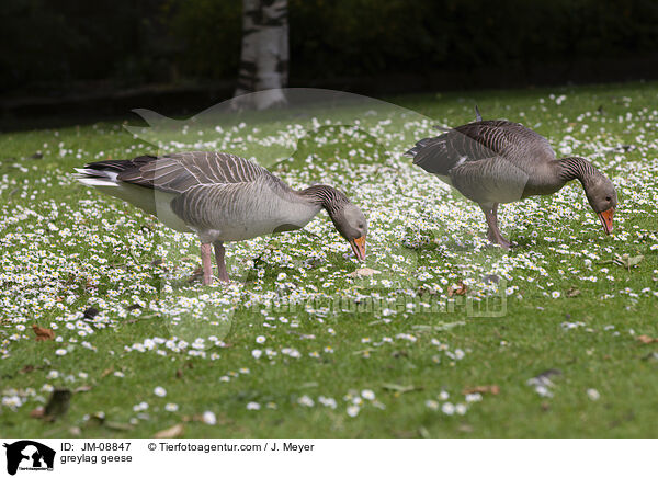 greylag geese / JM-08847