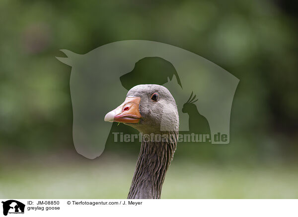 greylag goose / JM-08850