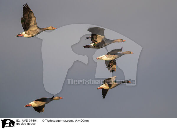 greylag geese / AVD-07401