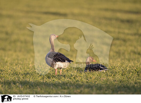 greylag geese / AVD-07402