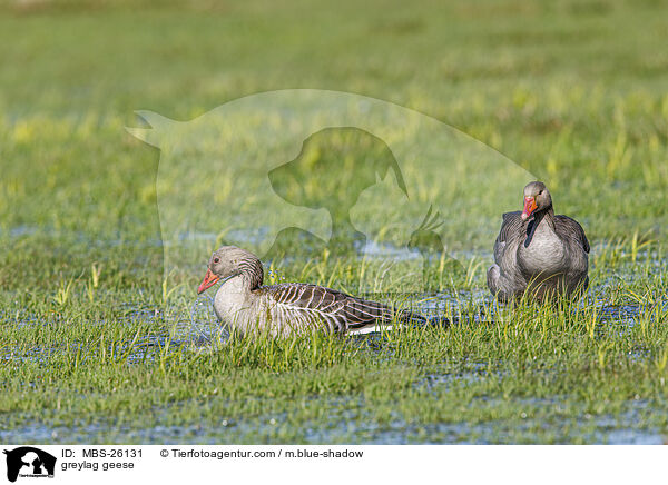 greylag geese / MBS-26131