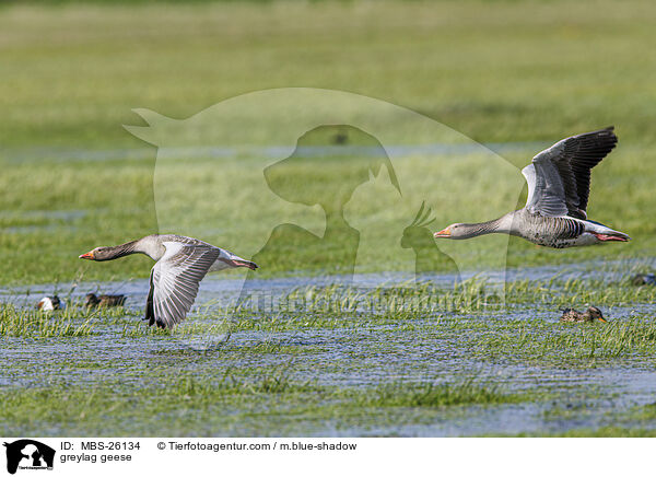 greylag geese / MBS-26134
