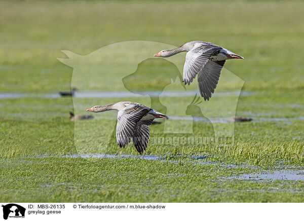 greylag geese / MBS-26135