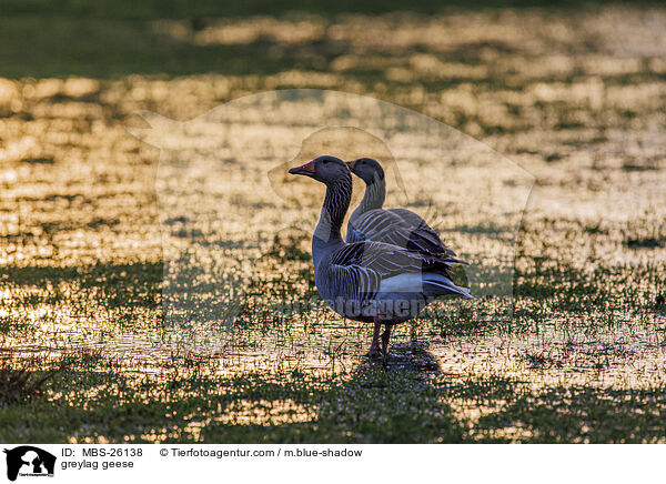 greylag geese / MBS-26138