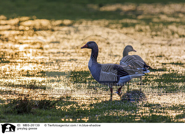 greylag geese / MBS-26139