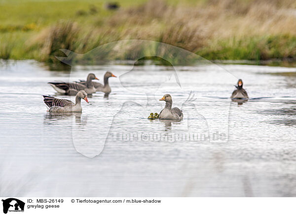 greylag geese / MBS-26149