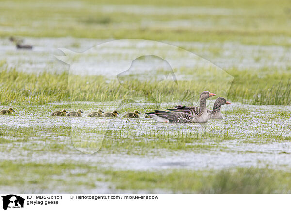 greylag geese / MBS-26151
