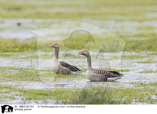 greylag geese / MBS-26153