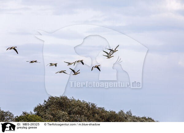 greylag geese / MBS-26325
