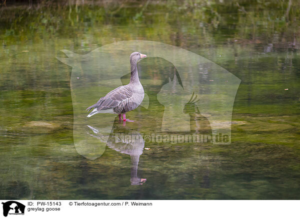 greylag goose / PW-15143