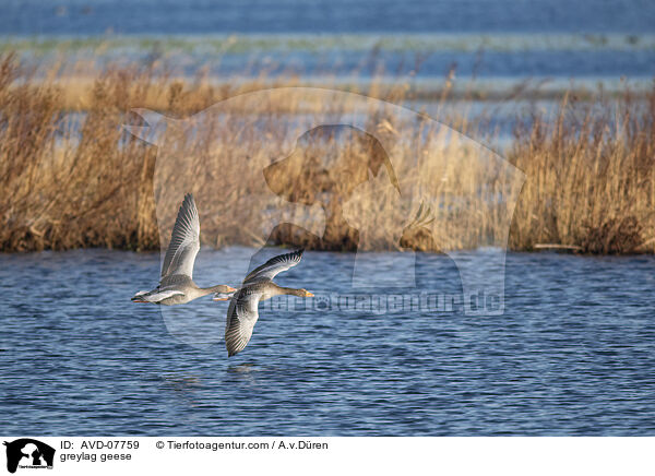 greylag geese / AVD-07759