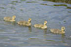 young greylag geese