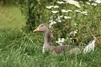 greylag goose