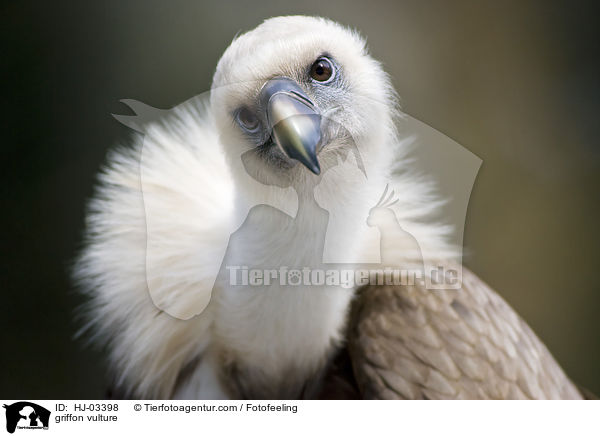 griffon vulture / HJ-03398