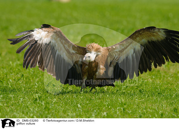 griffon vulture / DMS-03260