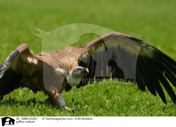 griffon vulture / DMS-03261