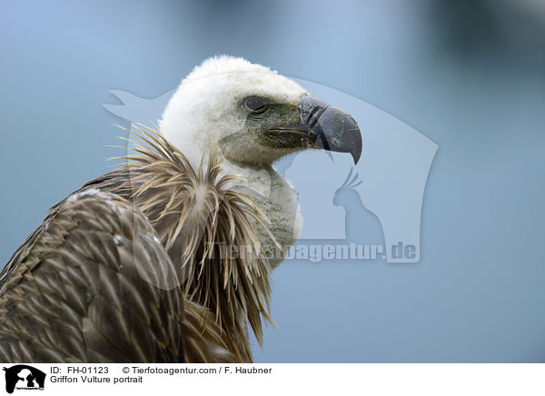 Gnsegeier Portrait / Griffon Vulture portrait / FH-01123
