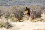 Eurasian griffon