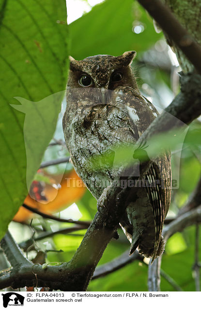 Guatemala-Kreischeule / Guatemalan screech owl / FLPA-04013