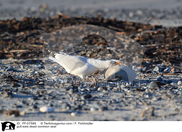 gull eats dead common seal / FF-07589